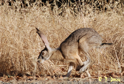 Jackrabbit running