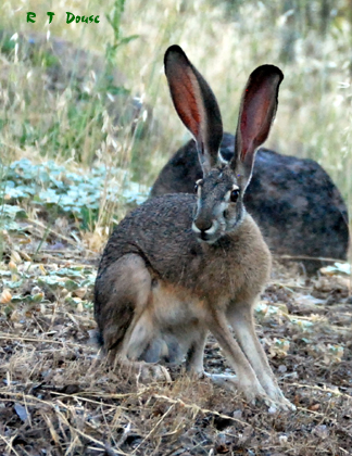 Blacktail Jackrabbit