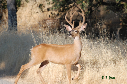 Blacktail Buck