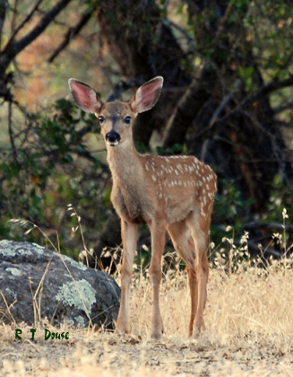 Blacktail deer fawn