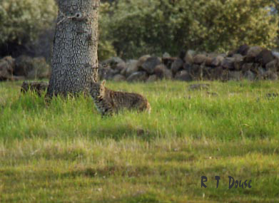 The bobcat