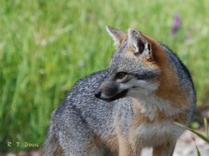 Grey Fox