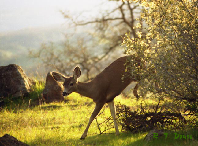 Deer saying Hi!