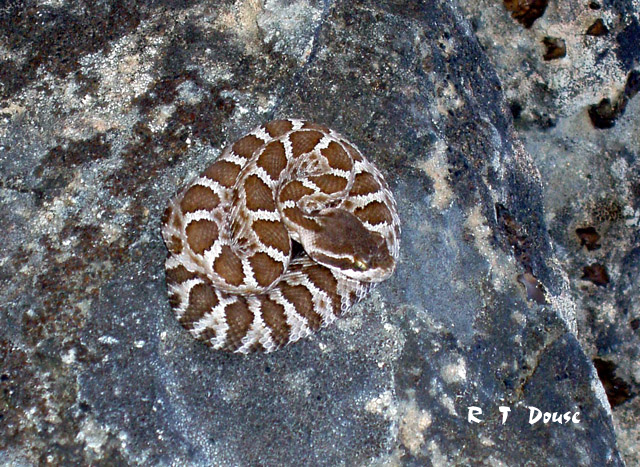 Pacific rattlesnake