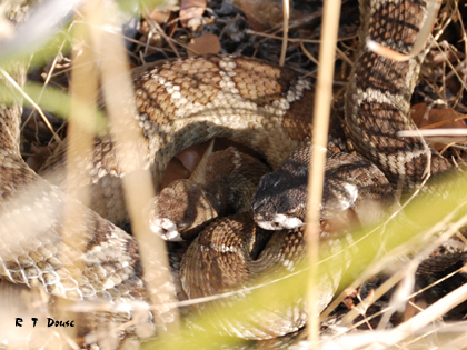 Two Pacific Rattlesnakes
