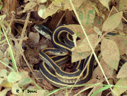 Two garter snakes