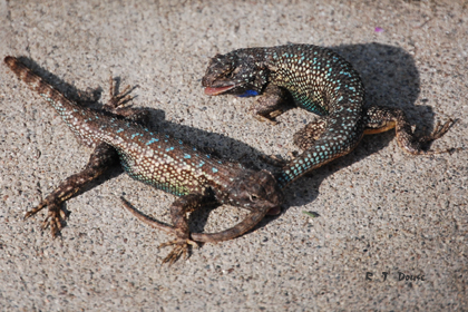 Western Fence Lizards