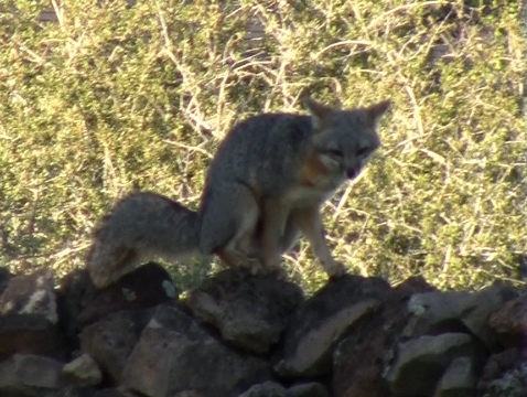 Fox on wall