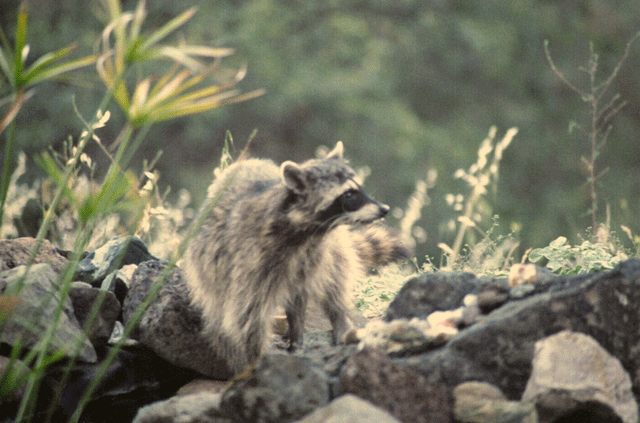 Raccoon
